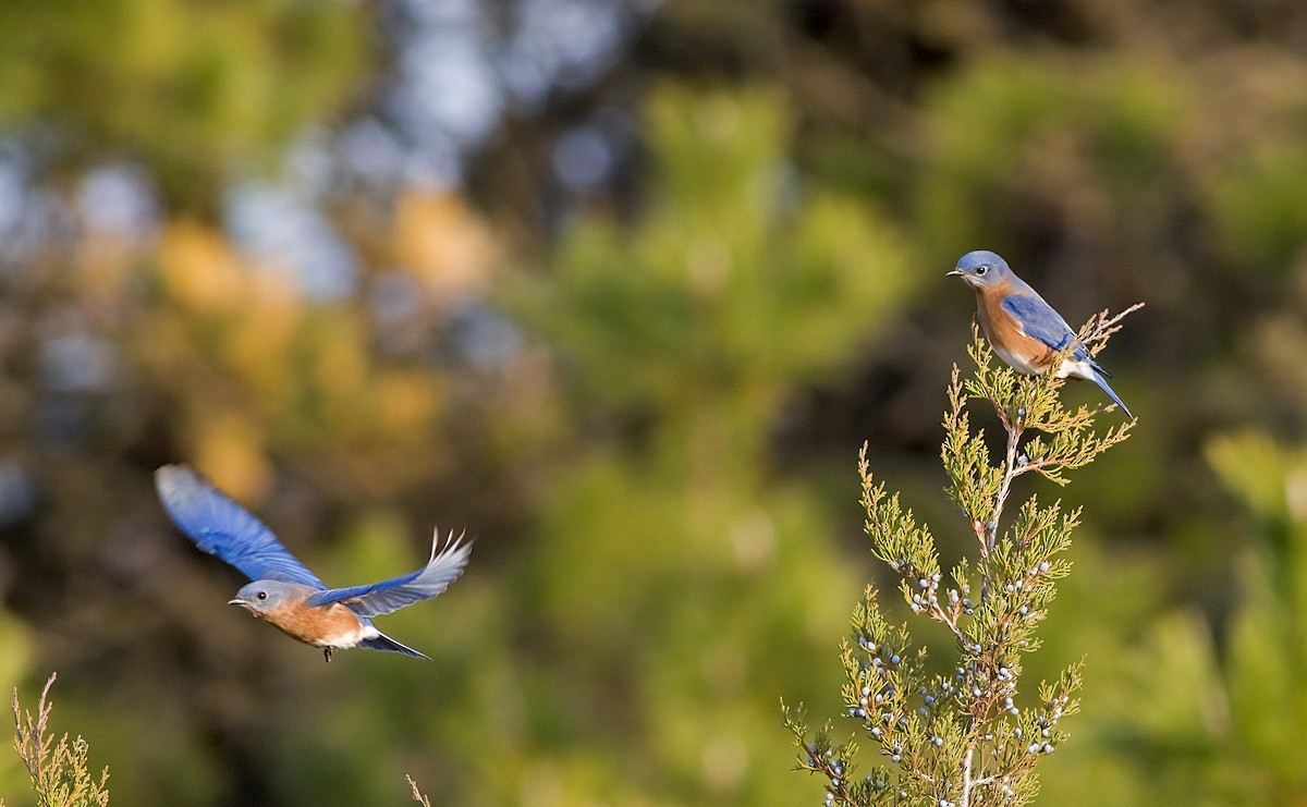 Eastern Bluebird - ML645694012