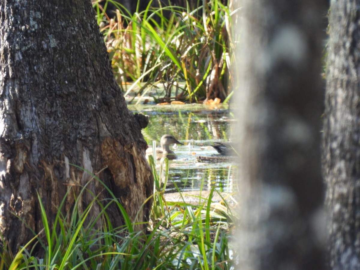 オカヨシガモ - ML645694013