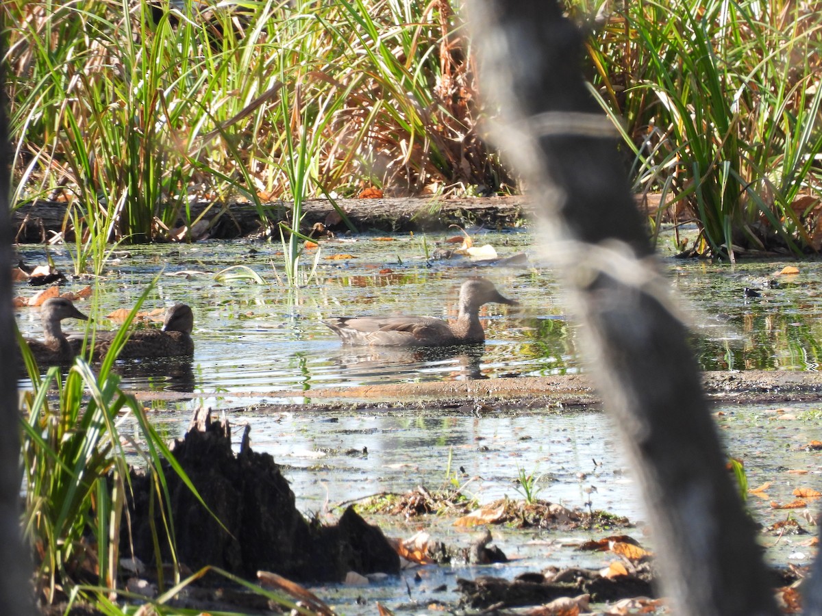 オカヨシガモ - ML645694014