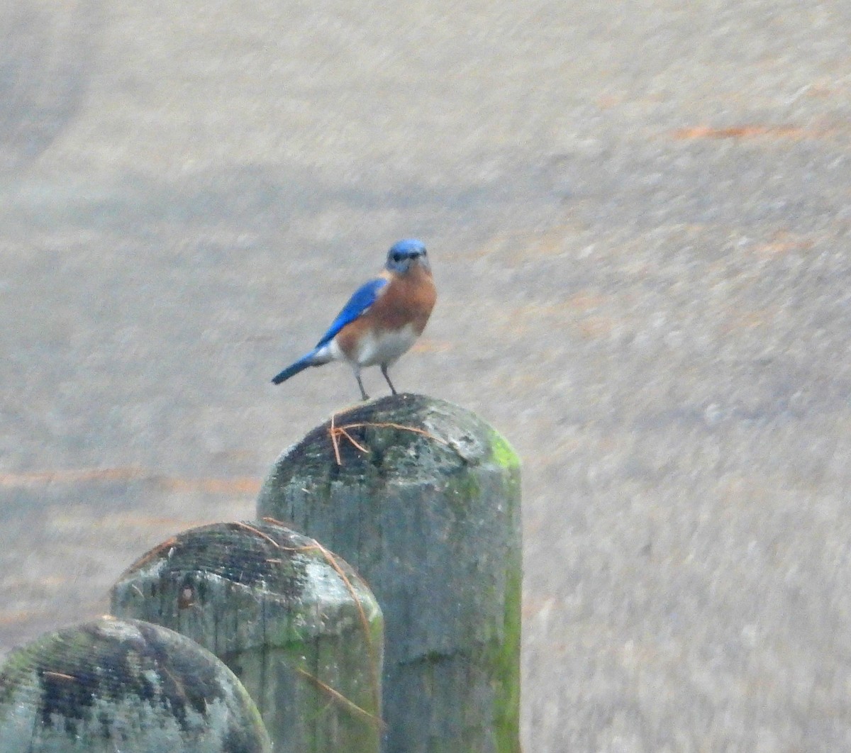 ルリツグミ - ML645694015