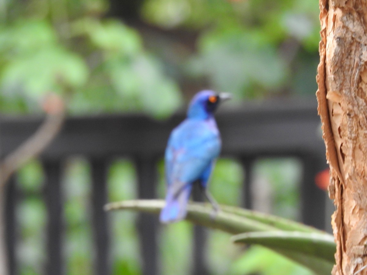 アカガタテリムク - ML645694016