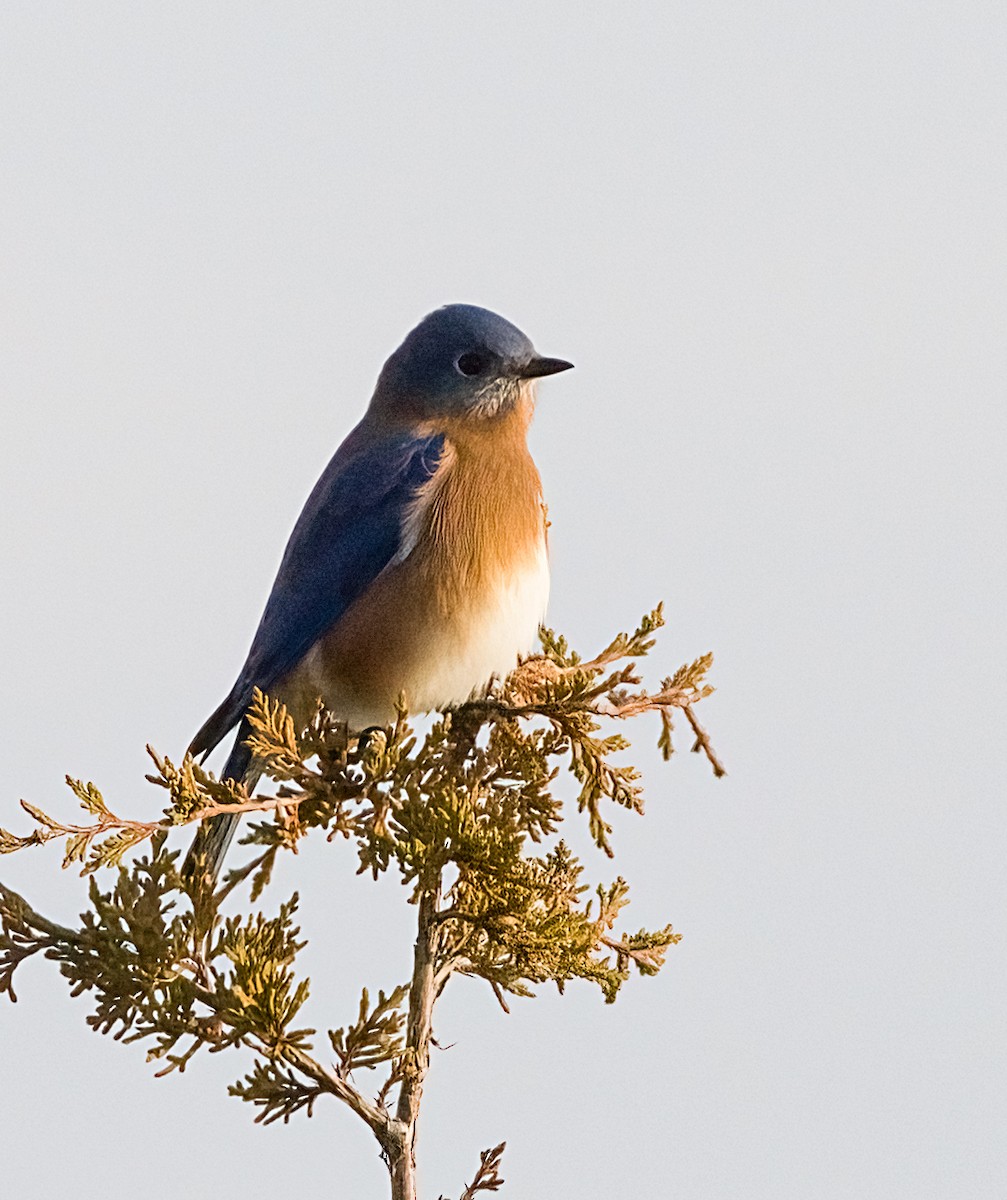 ルリツグミ - ML645694017