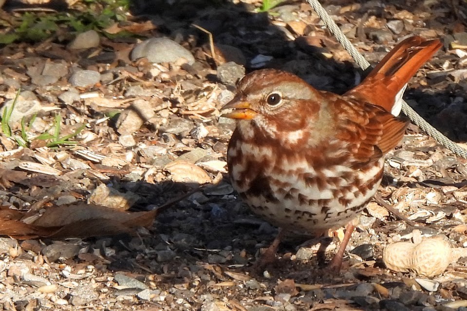 ゴマフスズメ - ML645694018