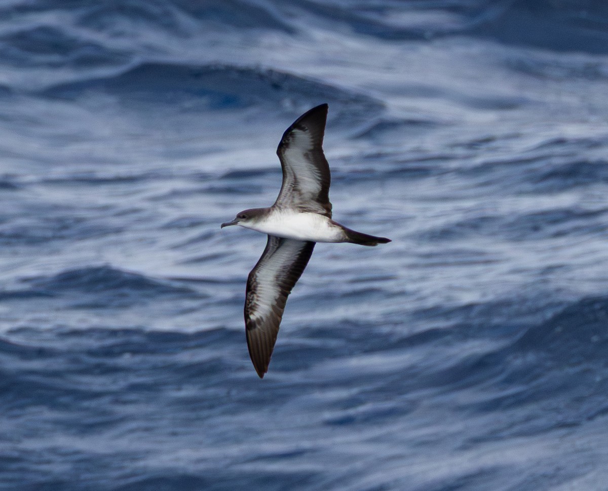 クロハラミズナギドリ - ML645694019