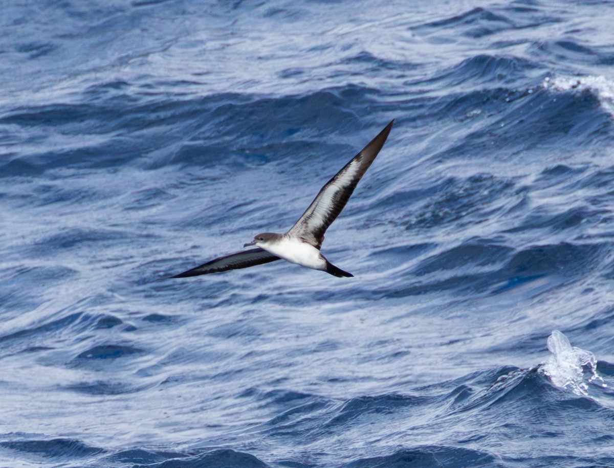 クロハラミズナギドリ - ML645694020