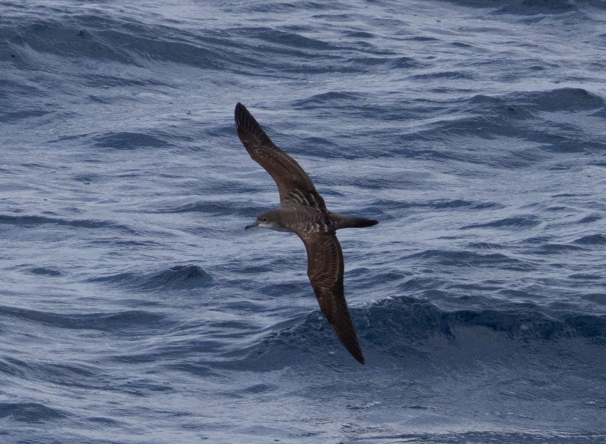 クロハラミズナギドリ - ML645694021