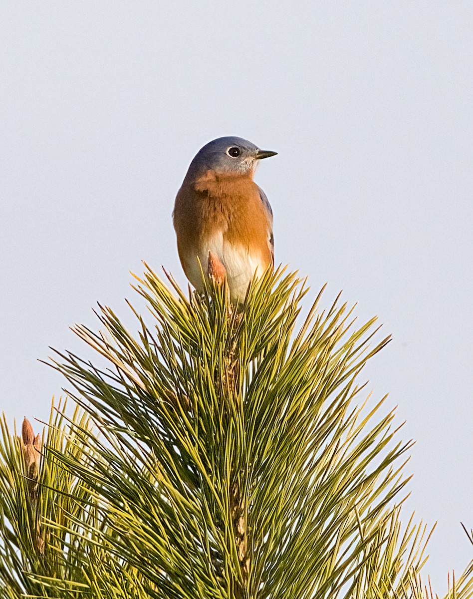 ルリツグミ - ML645694022