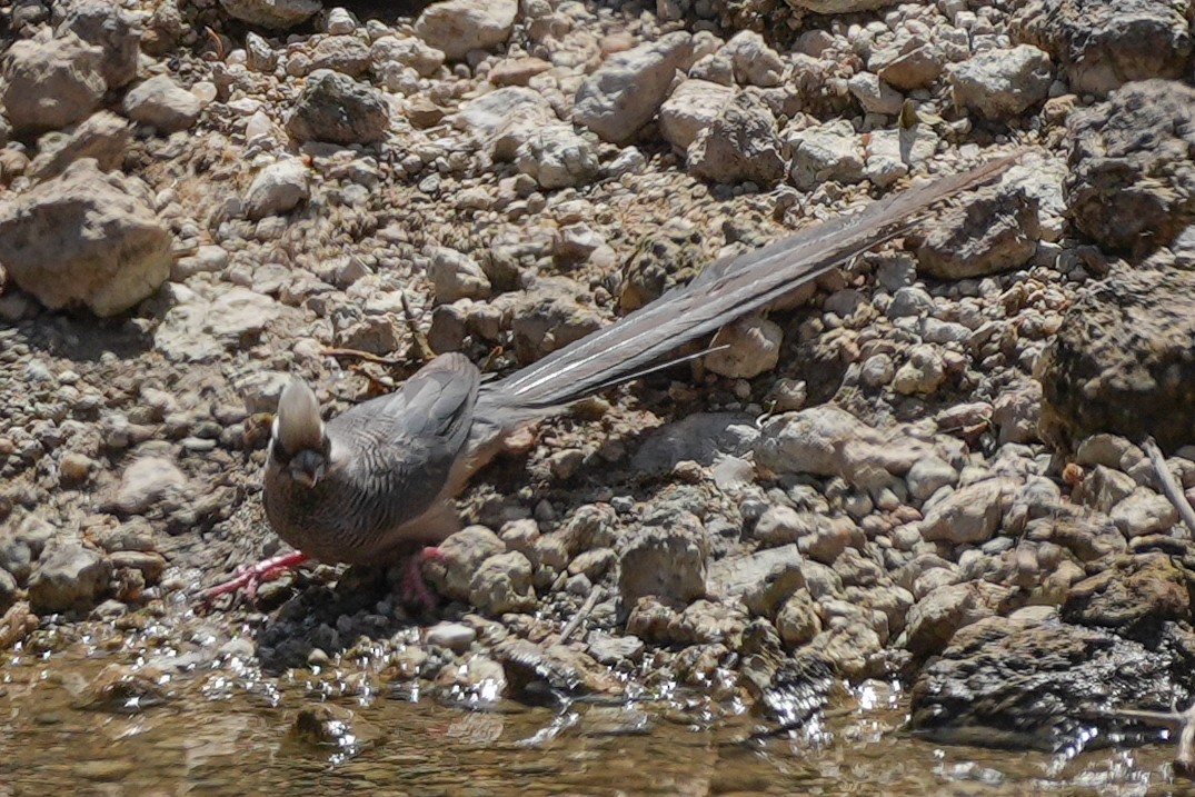 シロガシラネズミドリ - ML645694023