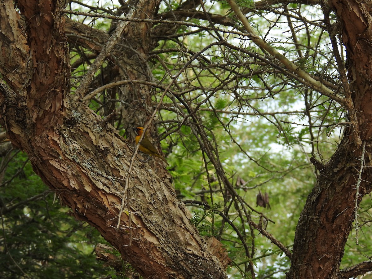 スズメ目 - ML645694025