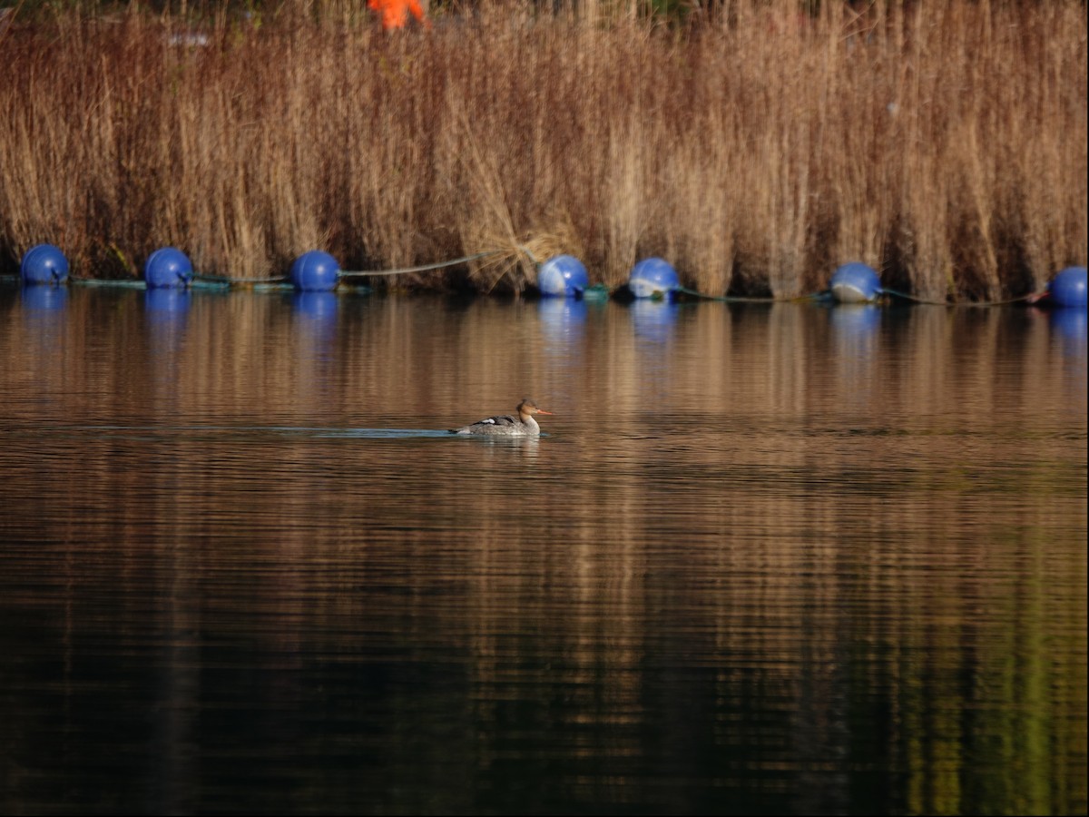 ウミアイサ - ML645694026