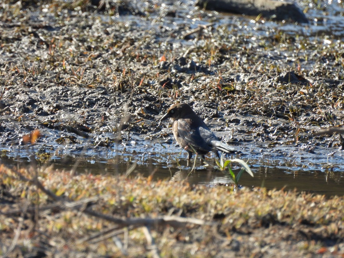 クロムクドリモドキ - ML645694027