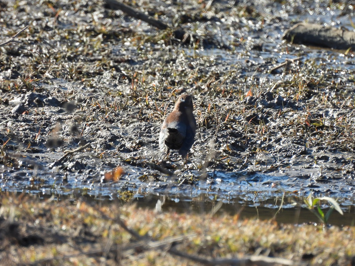 クロムクドリモドキ - ML645694028