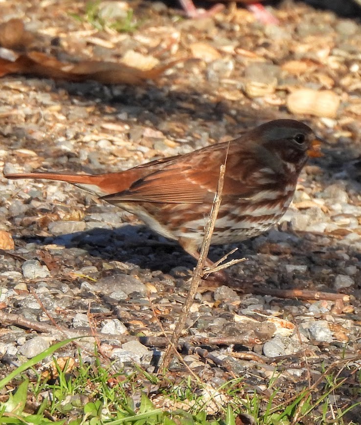 ゴマフスズメ - ML645694029