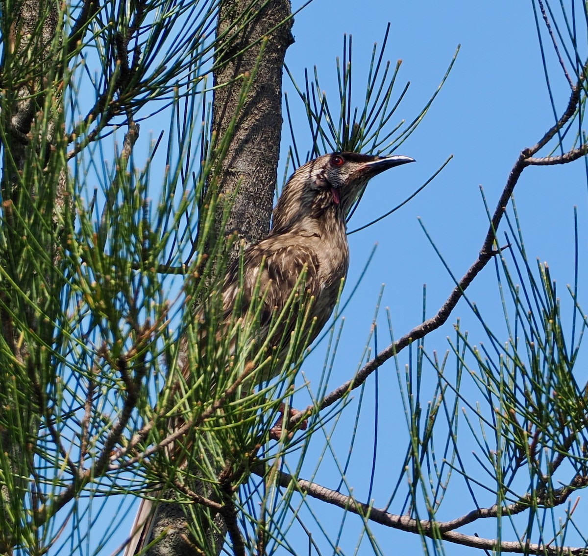 アカミミダレミツスイ - ML645694030