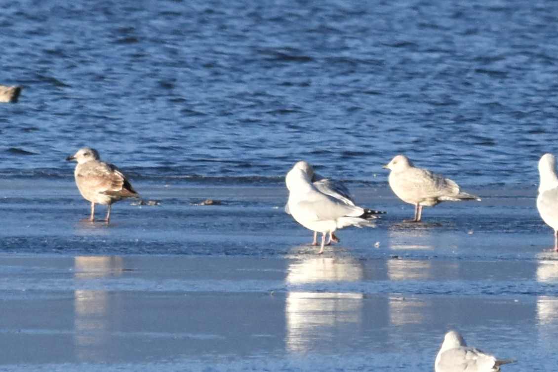 アイスランドカモメ - ML645694031