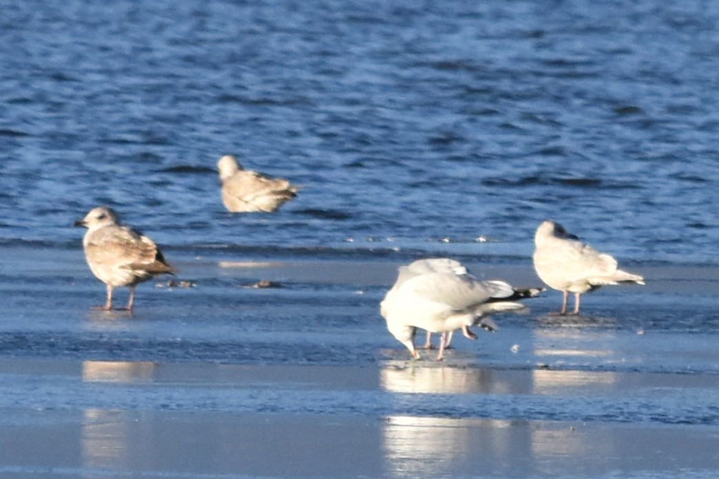 アイスランドカモメ - ML645694032