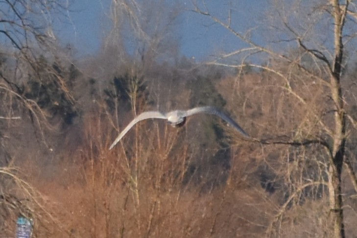 アイスランドカモメ - ML645694033