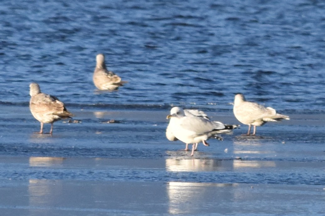 アイスランドカモメ - ML645694034