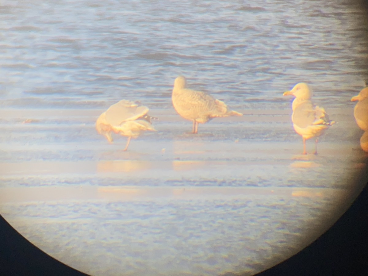 アイスランドカモメ - ML645694035