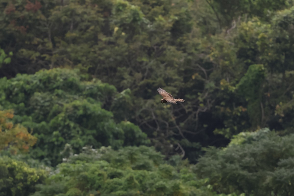 マダラチュウヒ - ML645694036