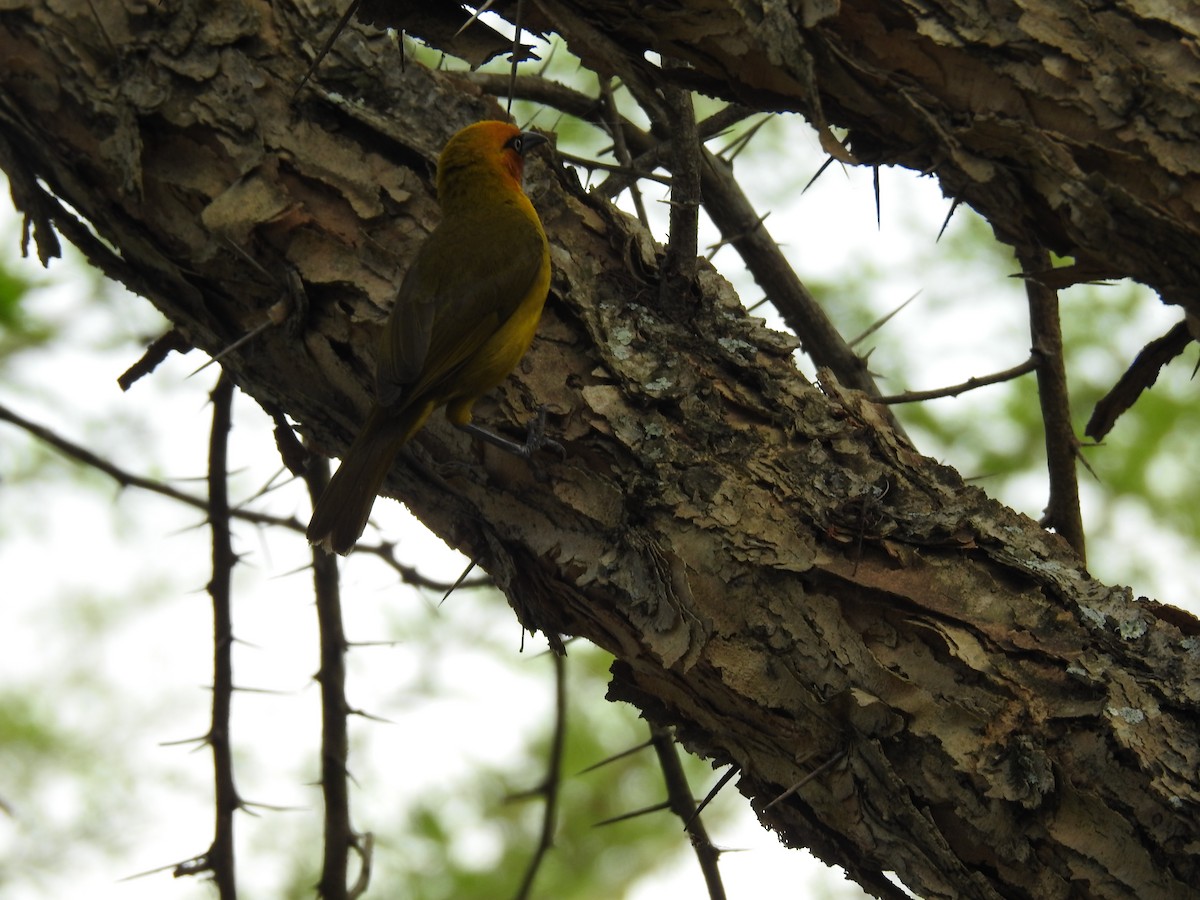 スズメ目 - ML645694037