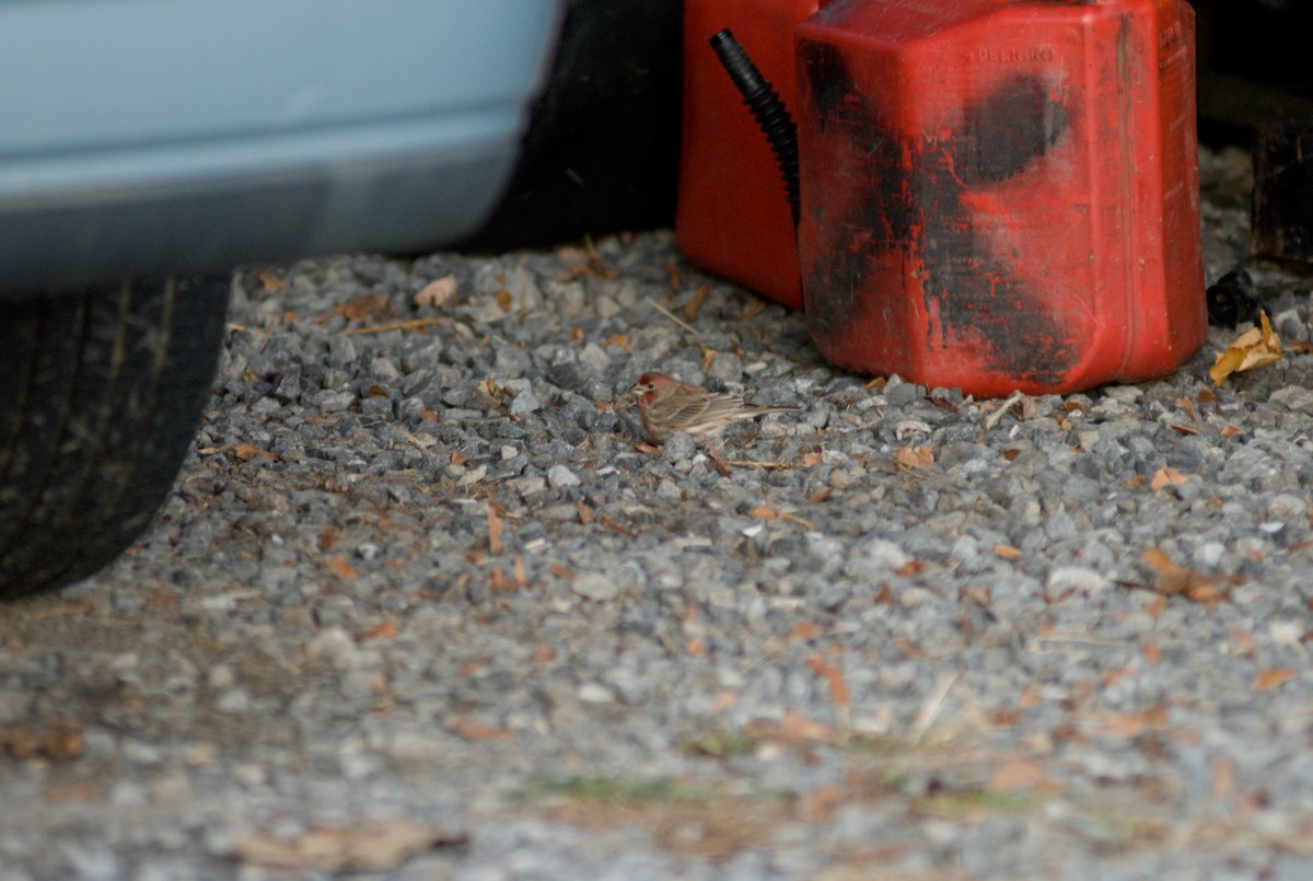 メキシコマシコ - ML645694038