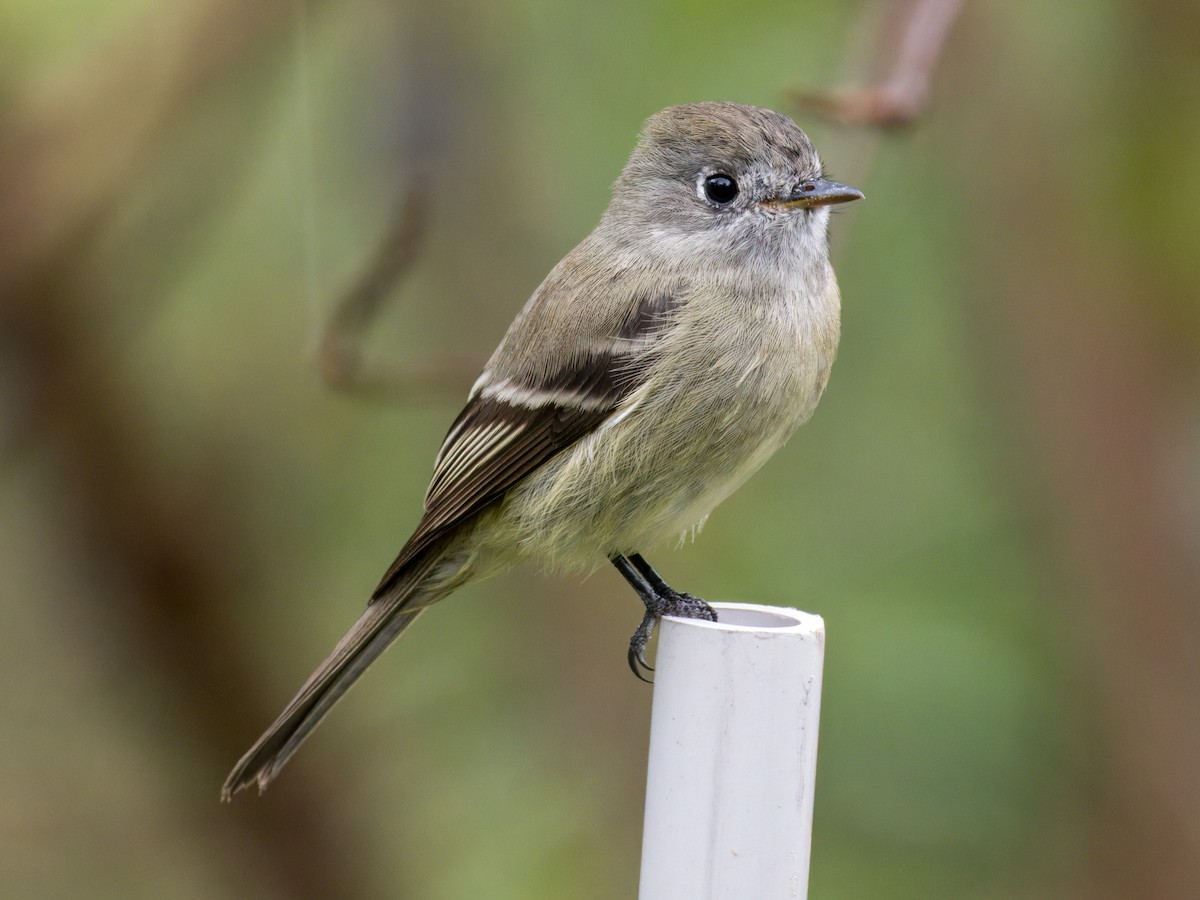 Hammond's Flycatcher - ML645694039