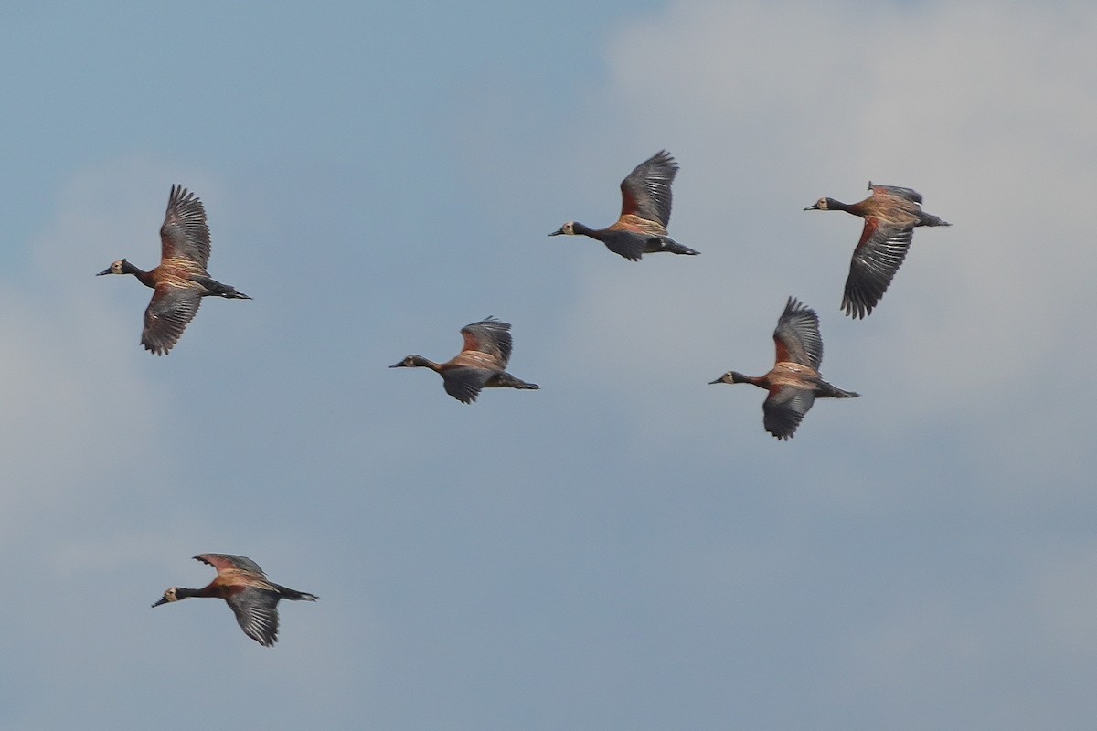 シロガオリュウキュウガモ - ML645694044