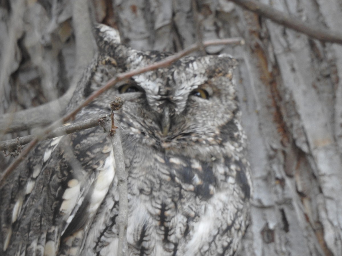 ニシアメリカオオコノハズク - ML645694045