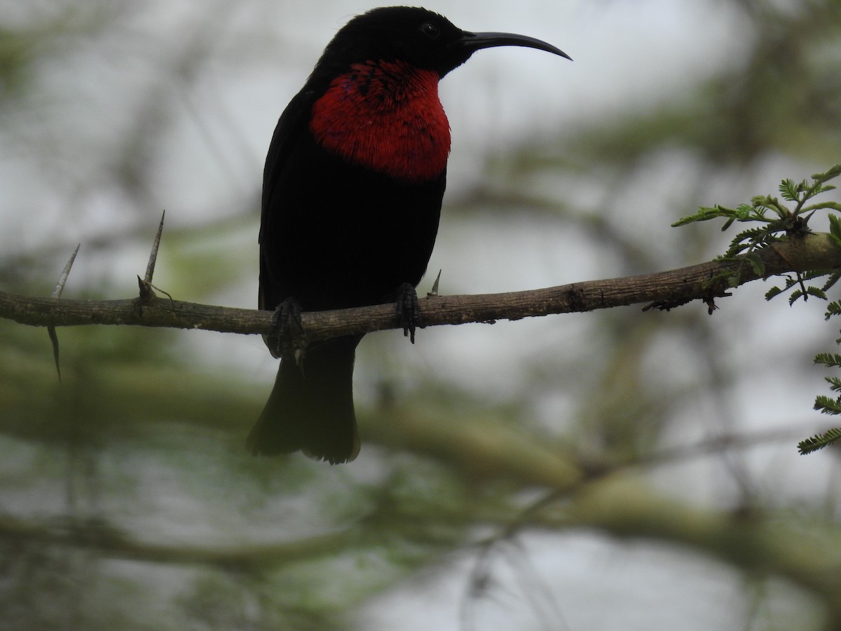 Scarlet-chested Sunbird - ML645694046