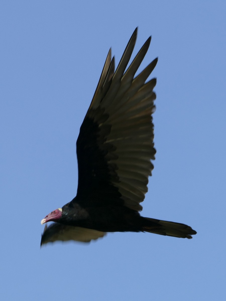 Turkey Vulture - ML645694047