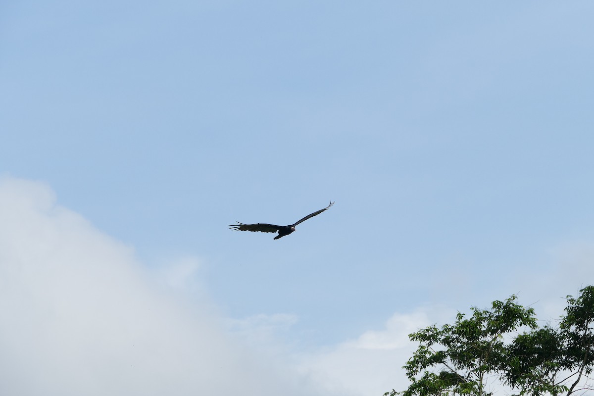 Turkey Vulture - ML645694048