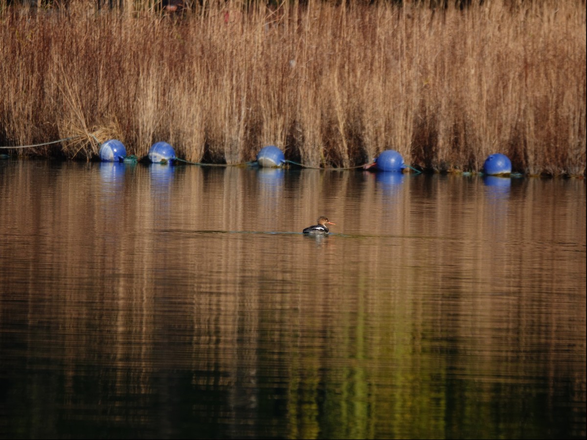 Red-breasted Merganser - ML645694049