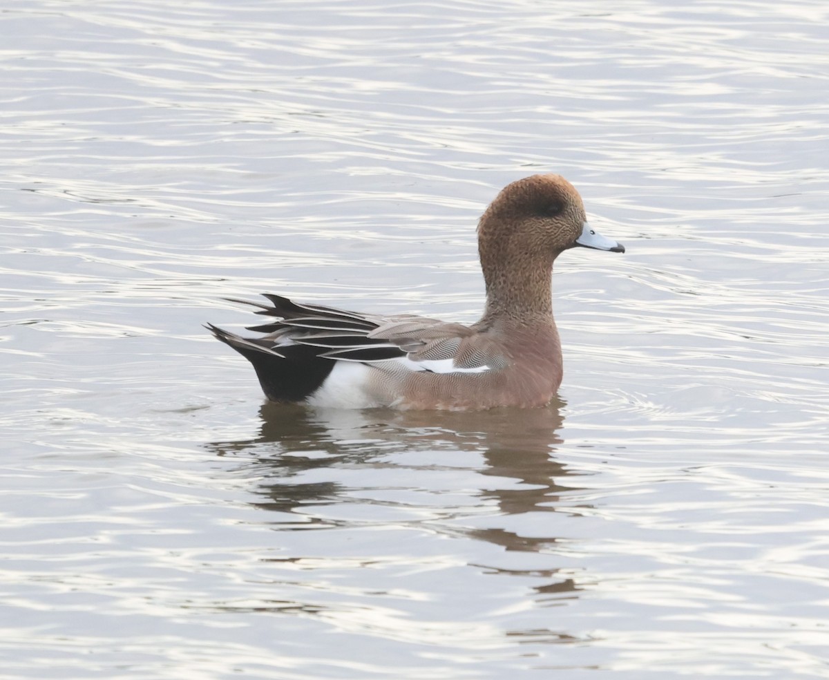 Eurasian x American Wigeon (hybrid) - ML645694054