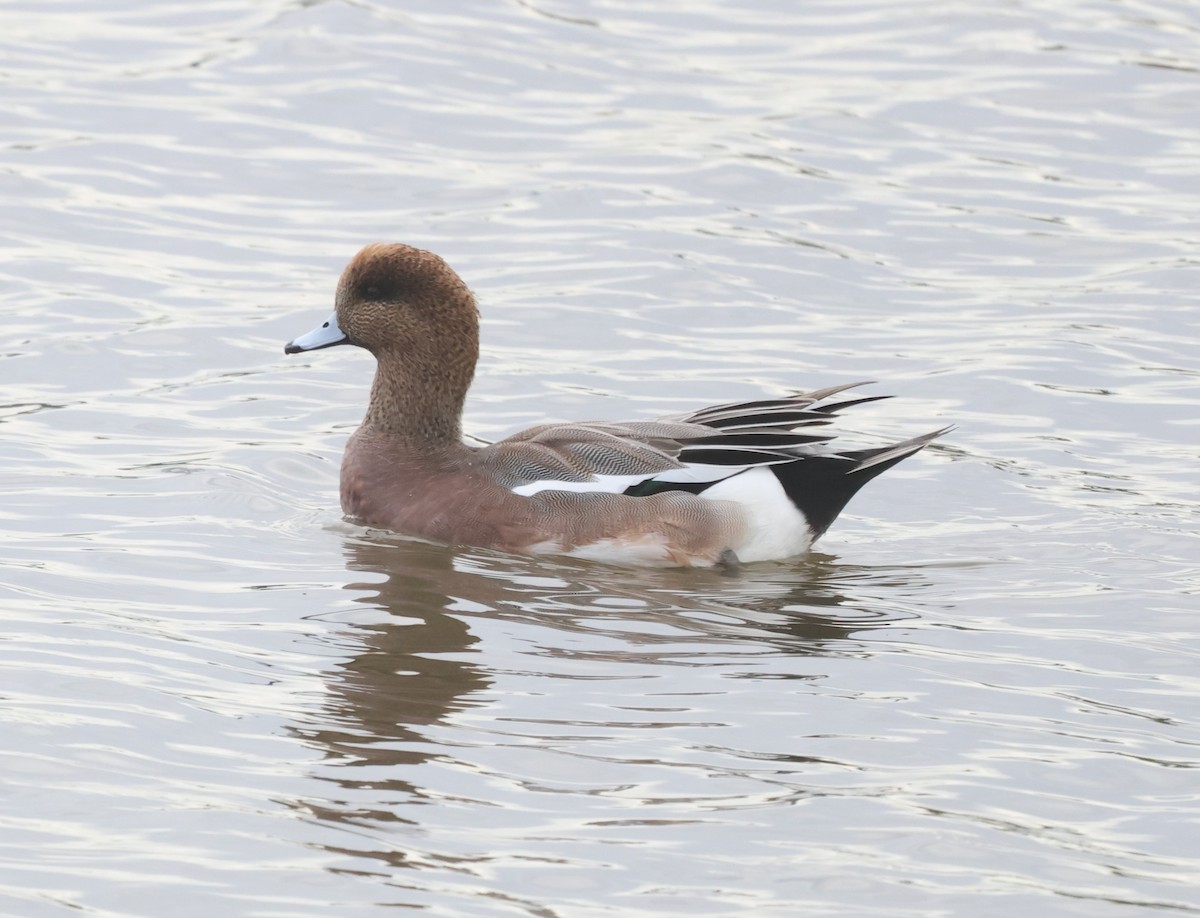 Eurasian x American Wigeon (hybrid) - ML645694055