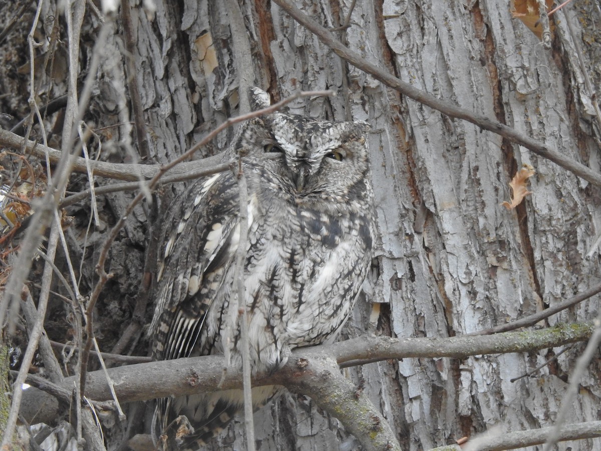 ニシアメリカオオコノハズク - ML645694057