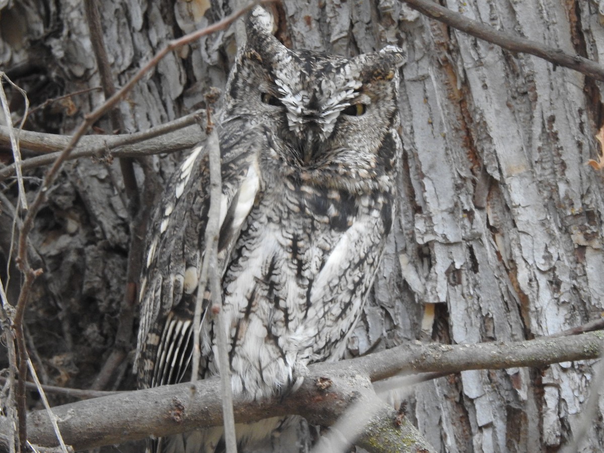 ニシアメリカオオコノハズク - ML645694077