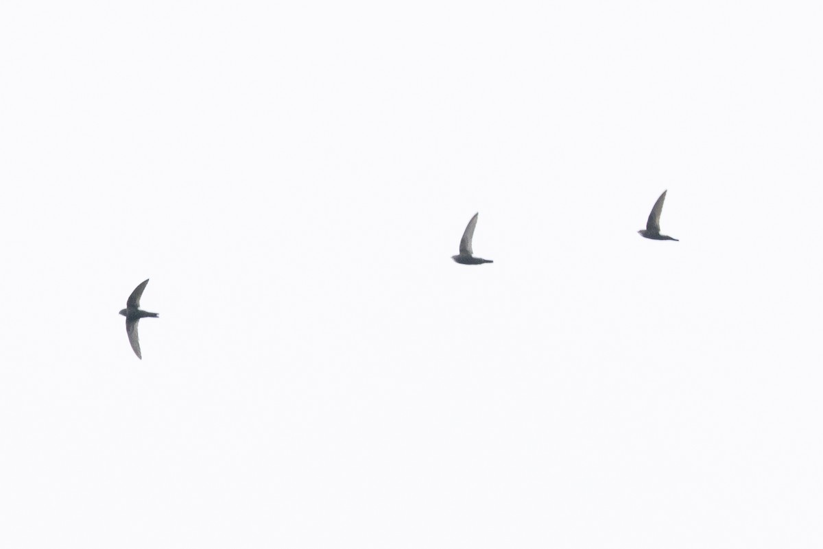 House Swift - ML645694079