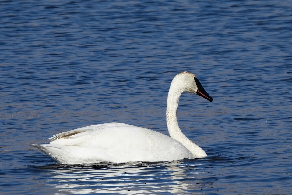 Trumpeter Swan - ML645694080