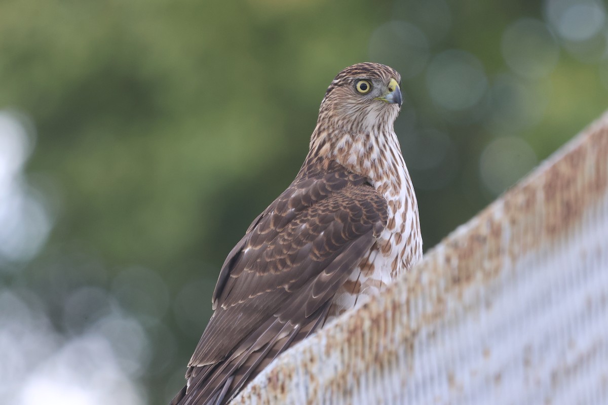 Cooper's Hawk - ML645694081