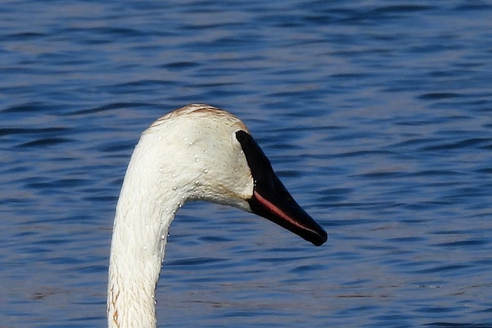 Trumpeter Swan - ML645694096