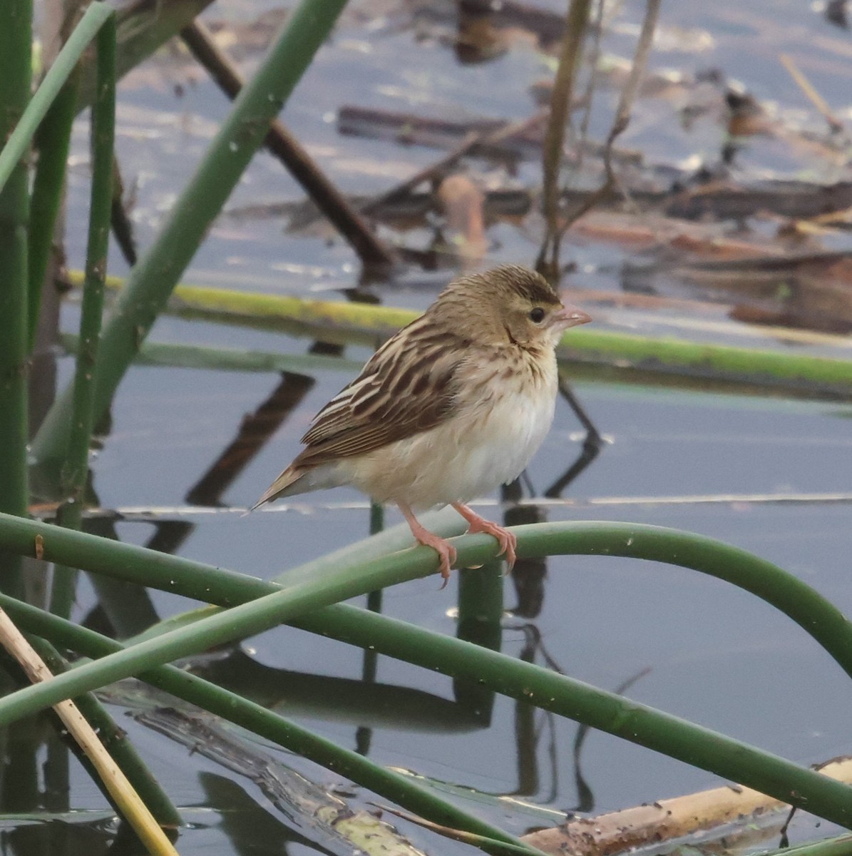 Northern Red Bishop - ML645694098