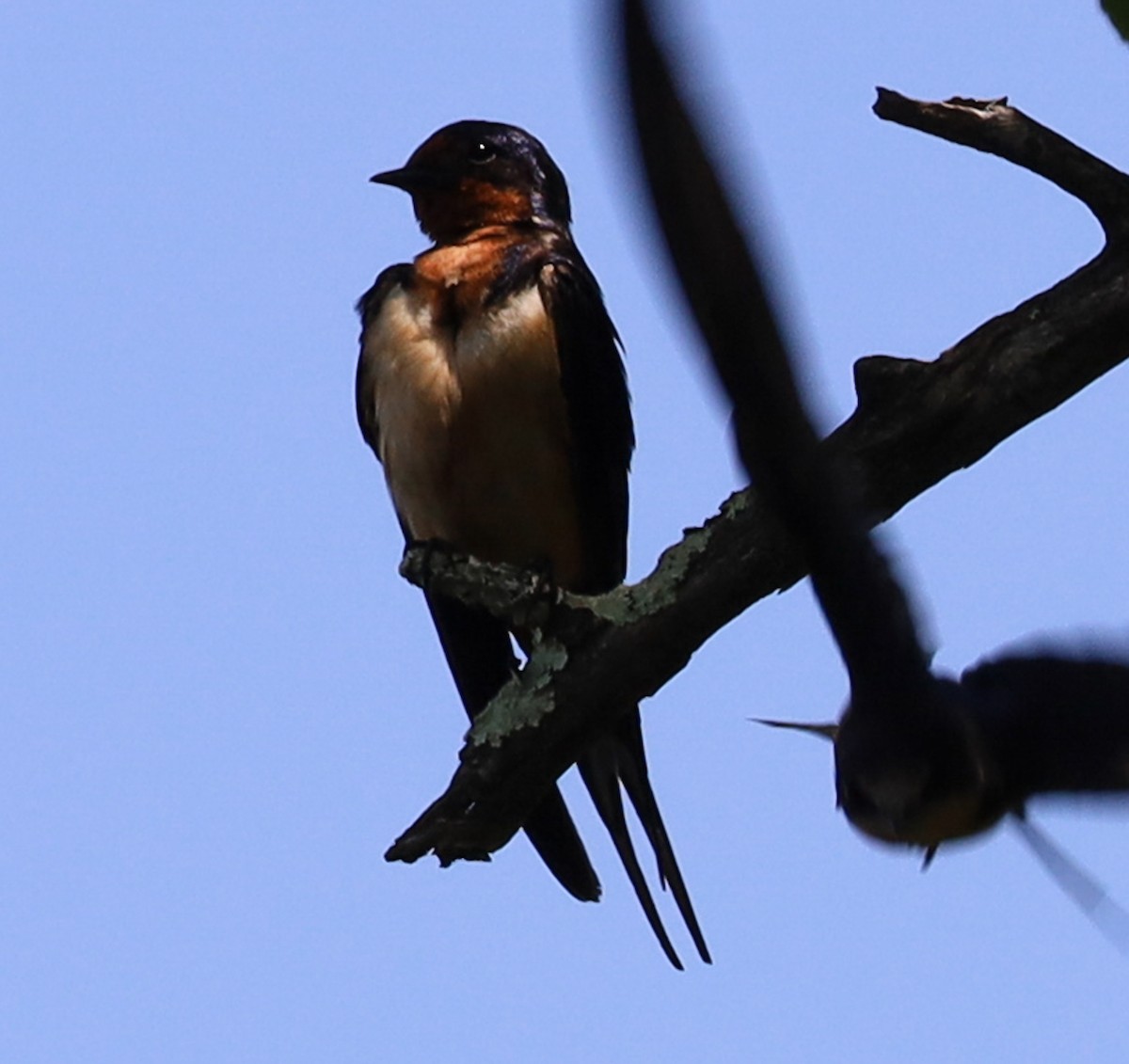 Barn Swallow - ML645694113