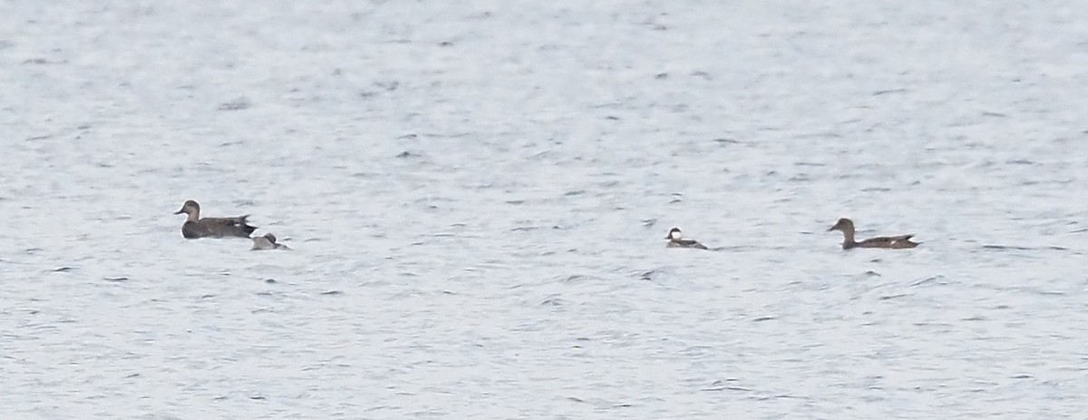 Gadwall - ML645694116