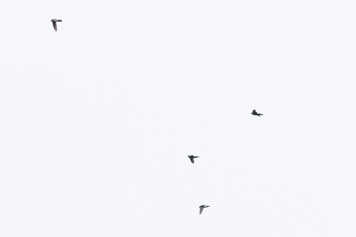 House Swift - ML645694118