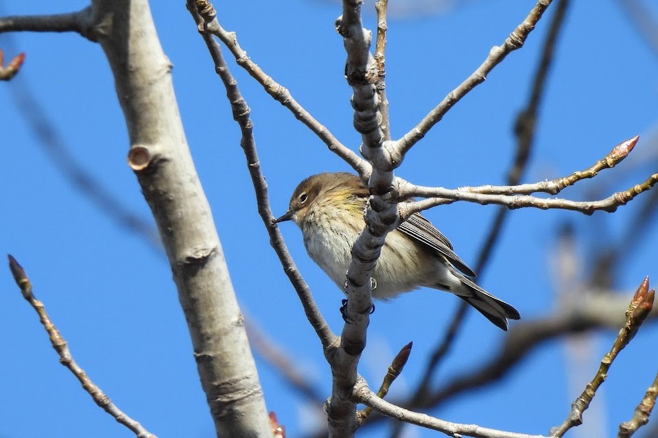Yellow-rumped Warbler - ML645694128