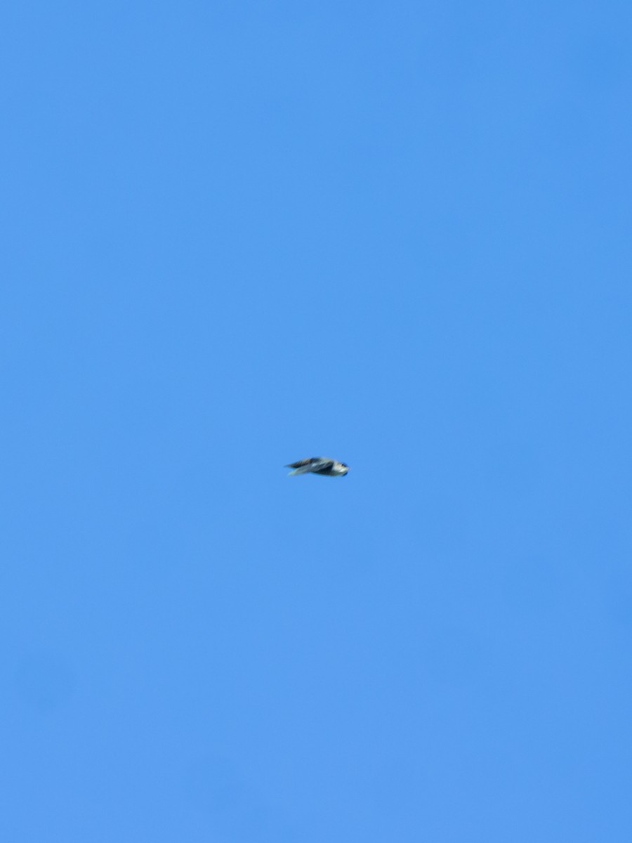 Vaux's Swift - ML645694129