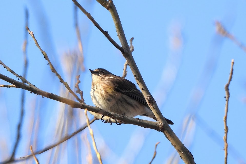 Yellow-rumped Warbler - ML645694130