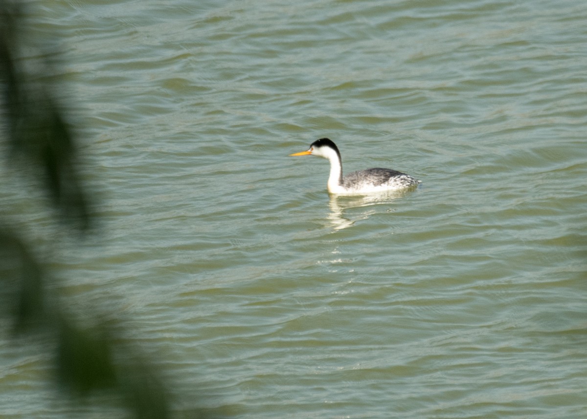 Clark's Grebe - ML645694131
