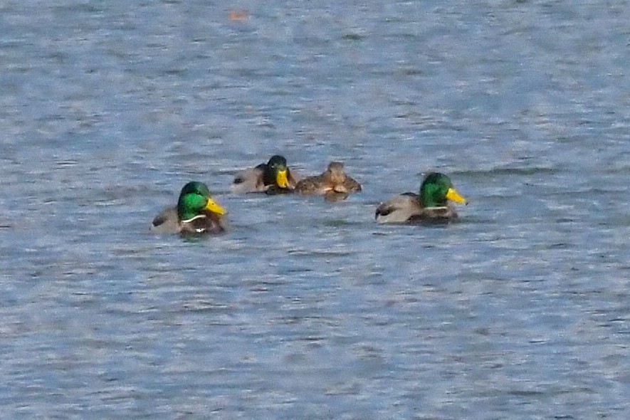 Mallard - ML645694132